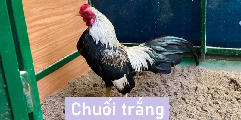 Giống gà chuối màu trắng